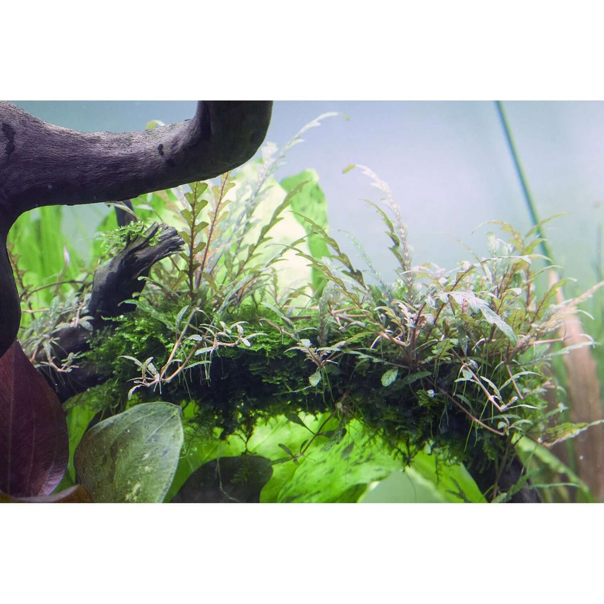 Aquascape featuring lush Hygrophila pinnatifida and greenery, highlighting the vibrant colors of aquarium plants.