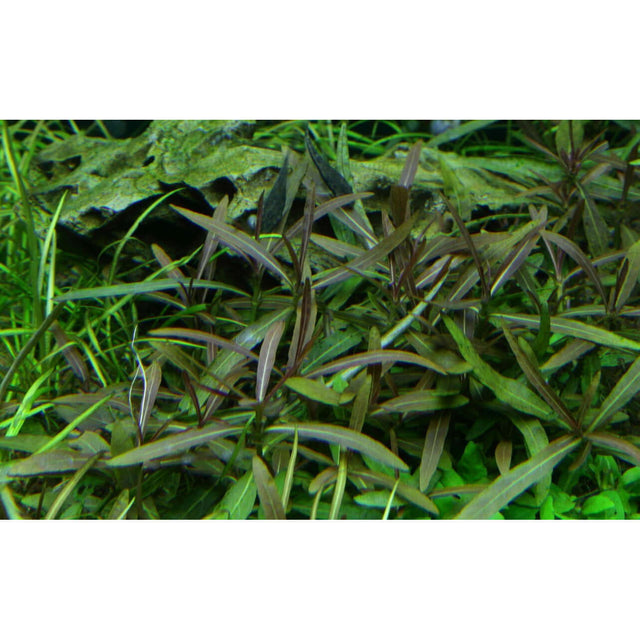 Tropica 051B Tissue Culture Hygrophila lancea Araguaia aquatic plant in an aquarium setting.