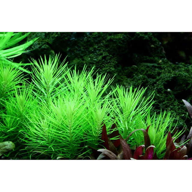 Bright green Pogostemon Deccanensis tissue culture plant in an aquarium, perfect for background decoration.
