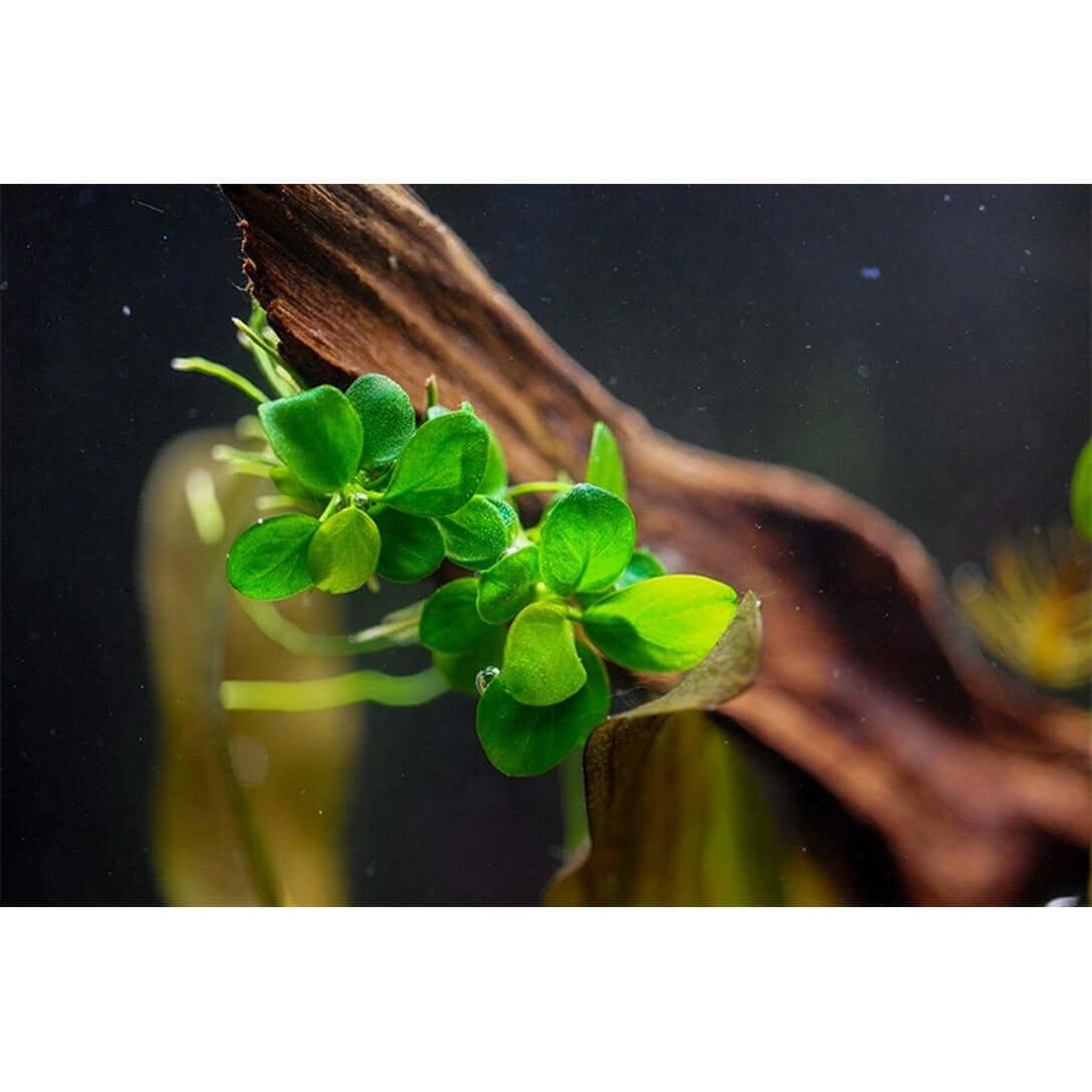 Tropica 101B TC Anubias Barteri Mini Coin aquatic plant on driftwood in aquarium setting. Limited edition tissue culture.