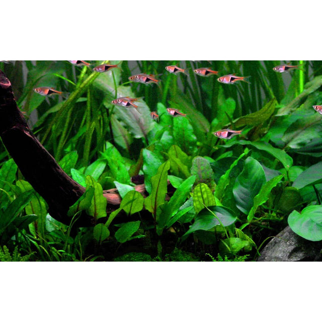 Lush aquarium scene with Cryptocoryne plants and colorful fish swimming among vibrant green foliage.