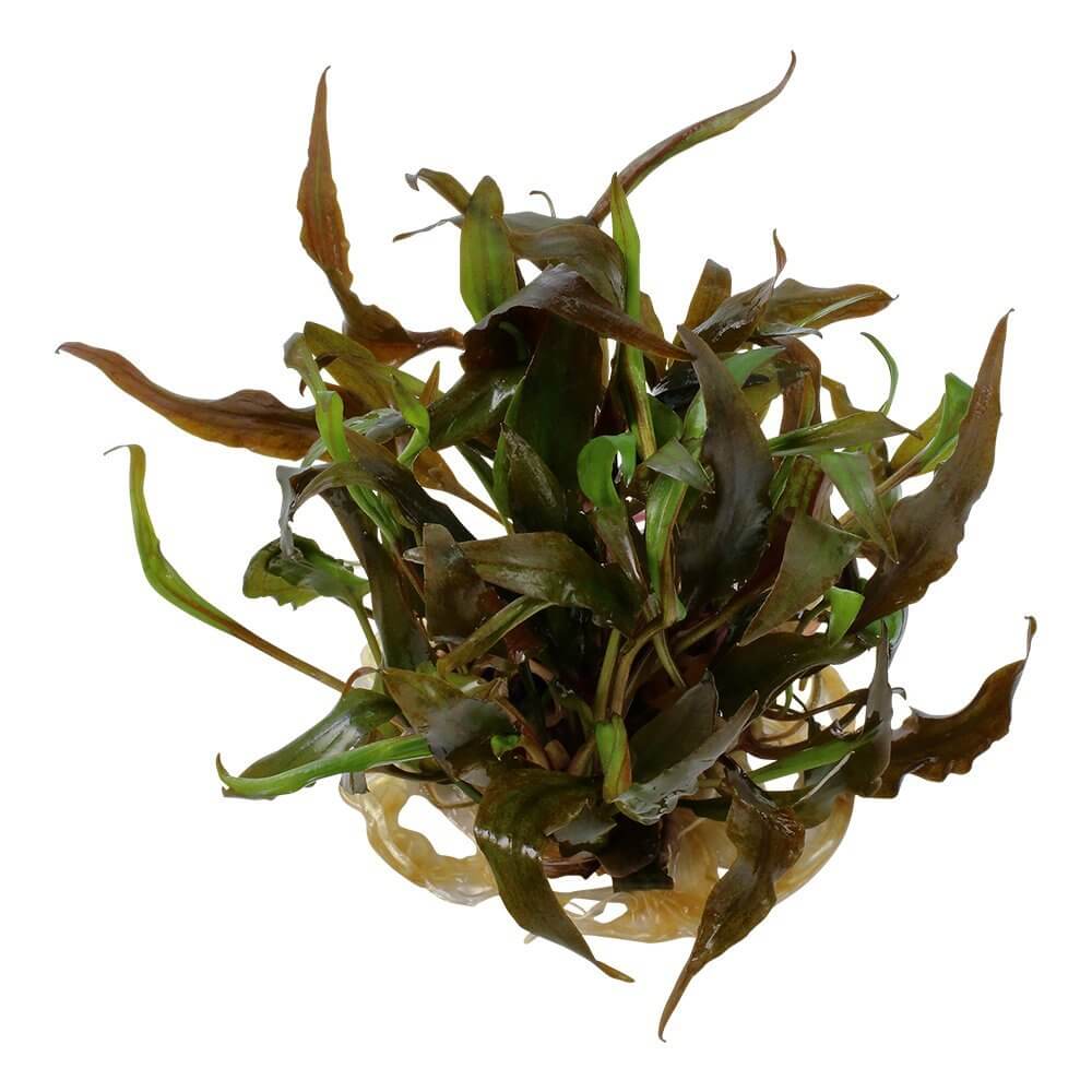 Tropica 110B Tissue Culture - Cryptocoryne undulatus Red aquarium plant in closed cup for aquascaping.