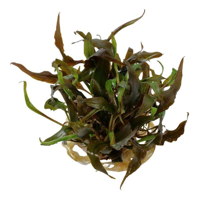 Tropica 110B Tissue Culture - Cryptocoryne undulatus Red aquarium plant in closed cup for aquascaping.