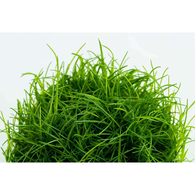 Tropica 133 Tissue Culture Eleocharis acicularis - lush green aquatic grass ideal for aquarium decoration.