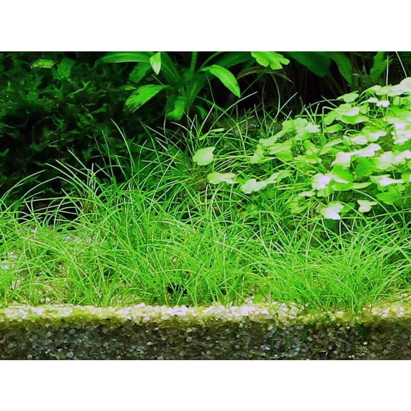 Lush green Eleocharis acicularis planted in an aquarium, showcasing vibrant aquatic plant growth and healthy roots.