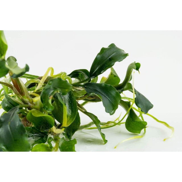 Bucephalandra pygmaea 'Bukit Kelam' tissue culture aquatic plant with vibrant green leaves for aquariums.