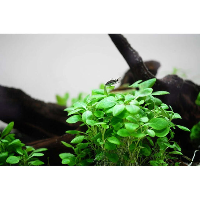 Tropica 143 Tissue Culture - Lobelia cardinalis Mini with lush green leaves against driftwood background.