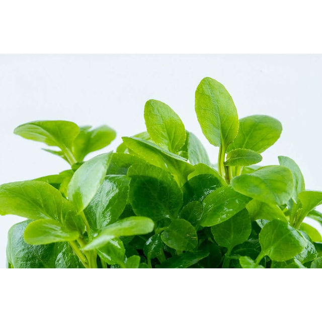 Healthy green leaves of Tropica 143 Tissue Culture - Lobelia cardinalis Mini plant.