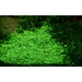 Tropica 045A Tissue Culture - Glossostigma Elatinoides - Buy Online - Jungle Aquatics
