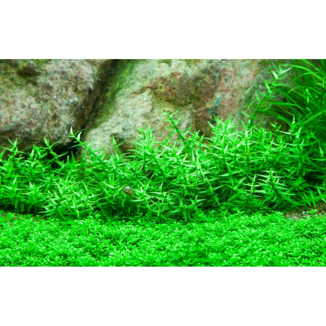Lush green Gratiola Viscidula tissue culture plant thrives in aquascaping with textured rock background.