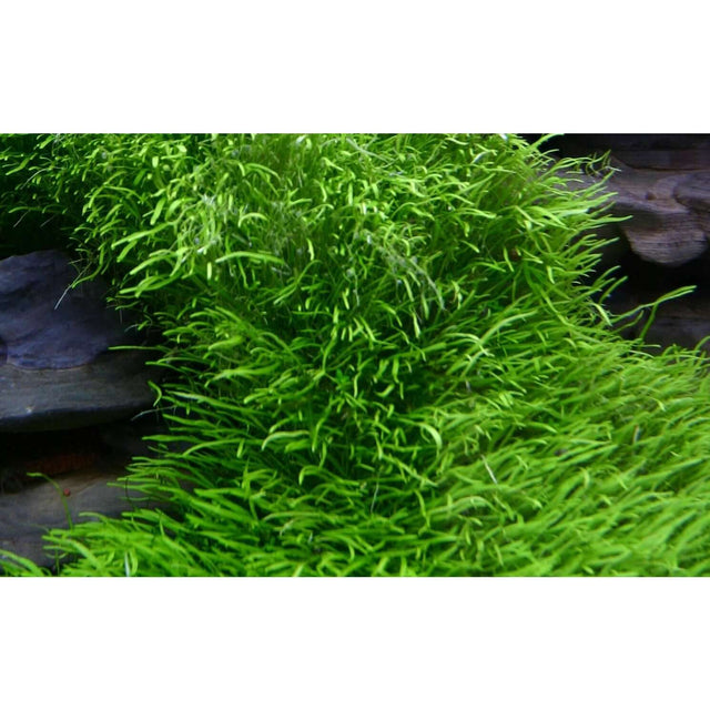 Lush green Utricularia graminifolia tissue culture plant, ideal for aquariums and water gardens.