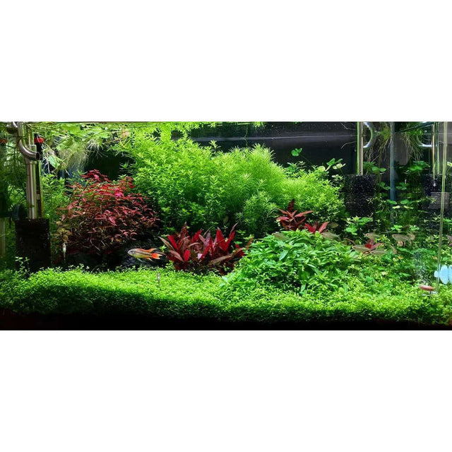 Lush planted aquarium featuring vibrant aquatic plants in a beautifully arranged underwater landscape.