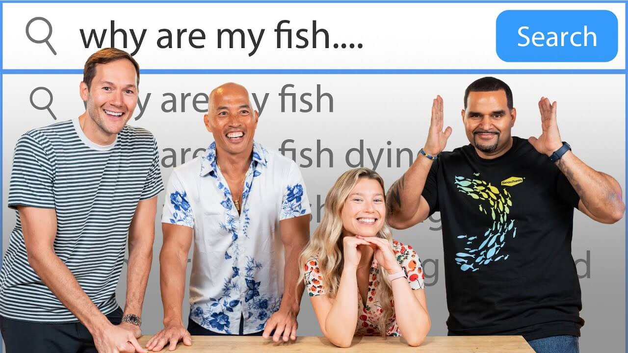 Group of aquarium influencers discussing common fish care questions for beginners.