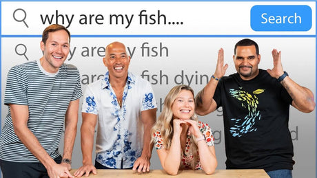 Group of aquarium influencers discussing common fish care questions for beginners.
