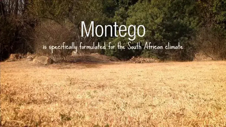 Montego pet food tailored for the South African climate on a dry grass background.