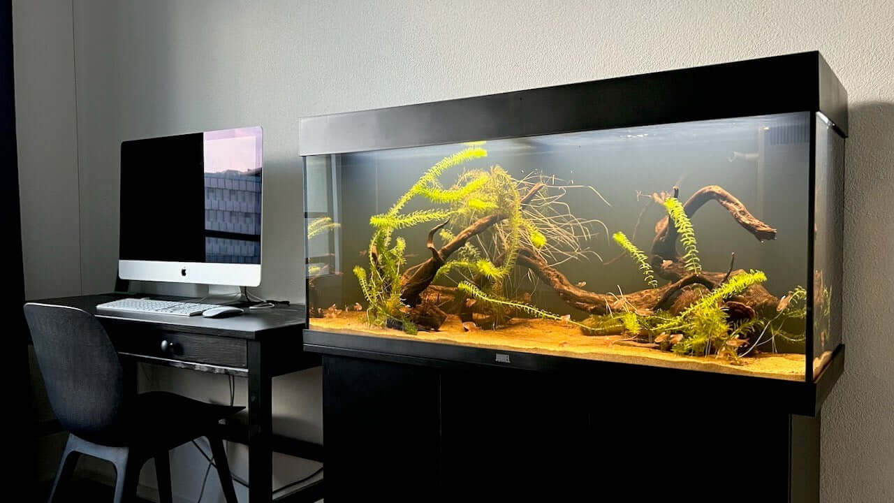 Juwel Rio 180 LED aquarium with aquatic plants beside a computer desk in a modern setting.