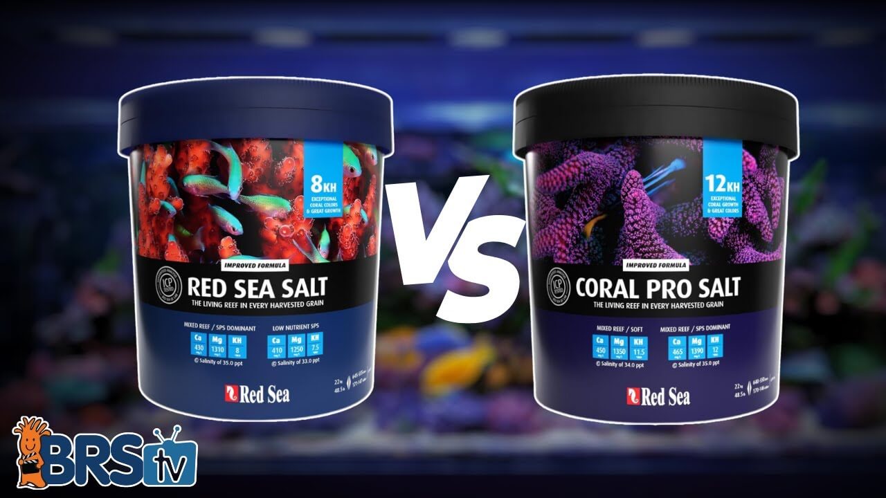 Comparison of Red Sea Salt blue bucket and Coral Pro Salt black bucket for reef aquariums.