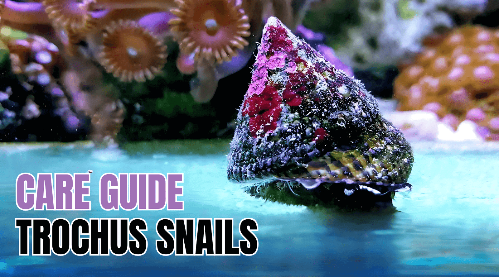 Close-up of a trochus snail in a reef tank with colorful corals, highlighting care guide for reefers.