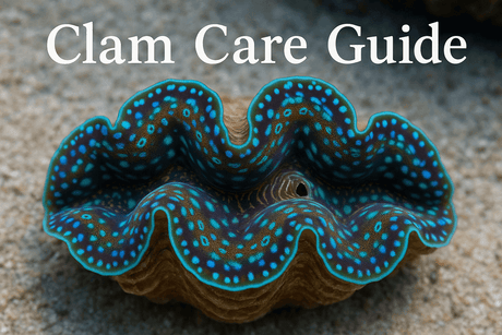 Close-up of a Tridacna clam with vibrant colors, showcasing key features for a clam care guide.