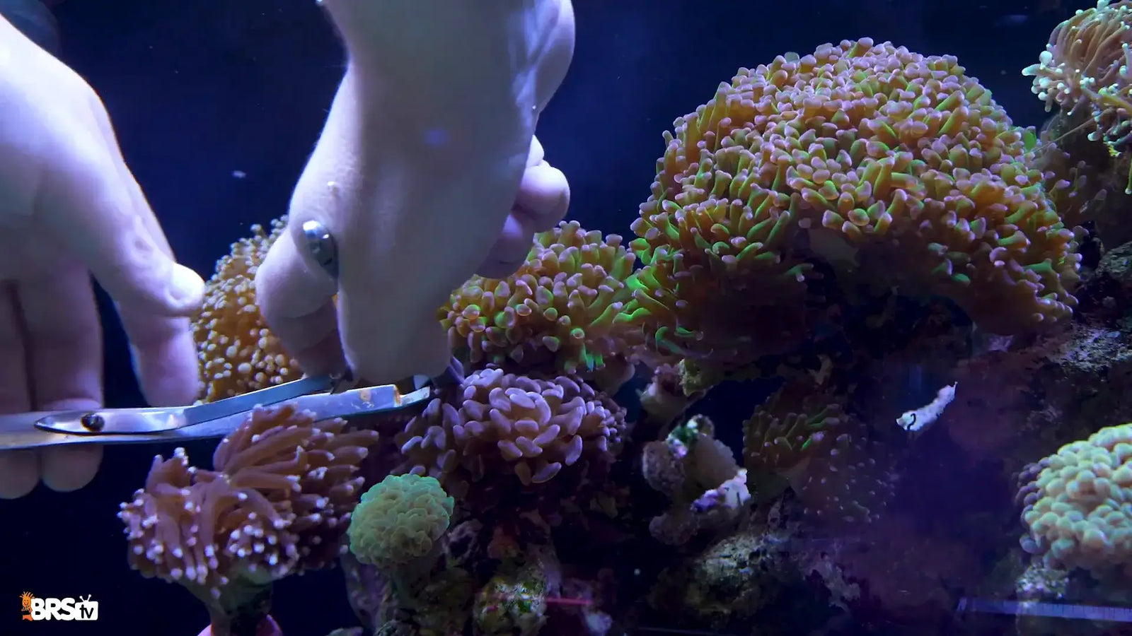 Hands fragging colorful corals in an aquarium using scissors, demonstrating coral propagation techniques.