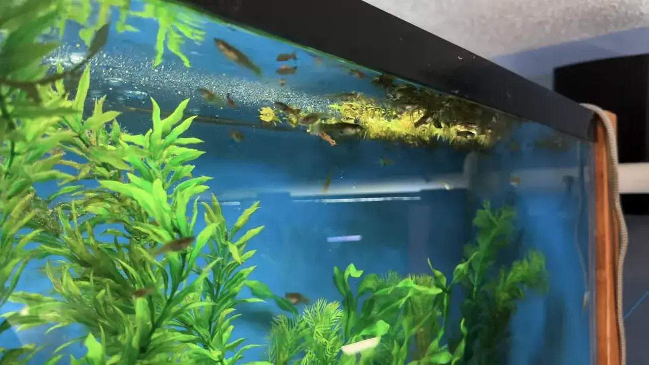 Guppy Care Guide: Tank Setup, Feeding, Breeding and Fry Care in a vibrant aquarium with lush plants and active guppies.