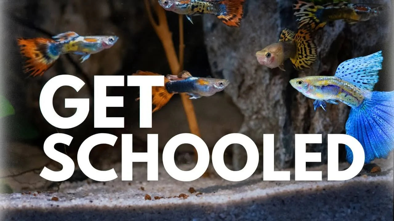 How to Keep and Breed Guppies Successfully: Practical Care Tips From a Dedicated Breeding Setup with colorful guppies.