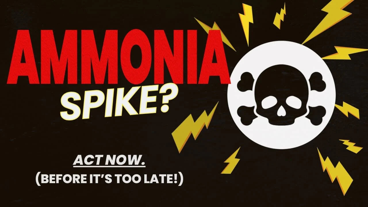 Ammonia Spike? Act now to fix an ammonia spike in an aquarium and save your fish before it's too late!