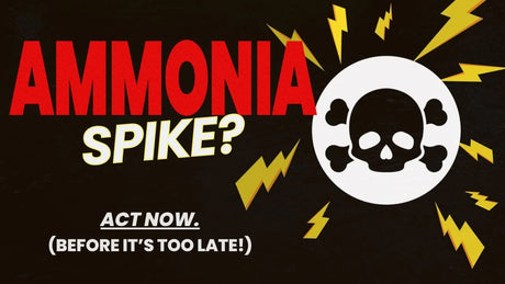 Ammonia Spike? Act now to fix an ammonia spike in an aquarium and save your fish before it's too late!