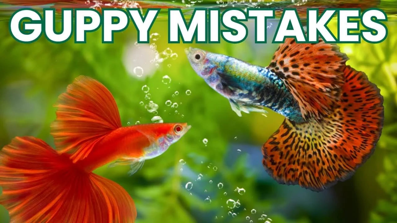 Guppy Mistakes: 6 Common Guppy Care Mistakes and How to Avoid Them with colorful guppies swimming.