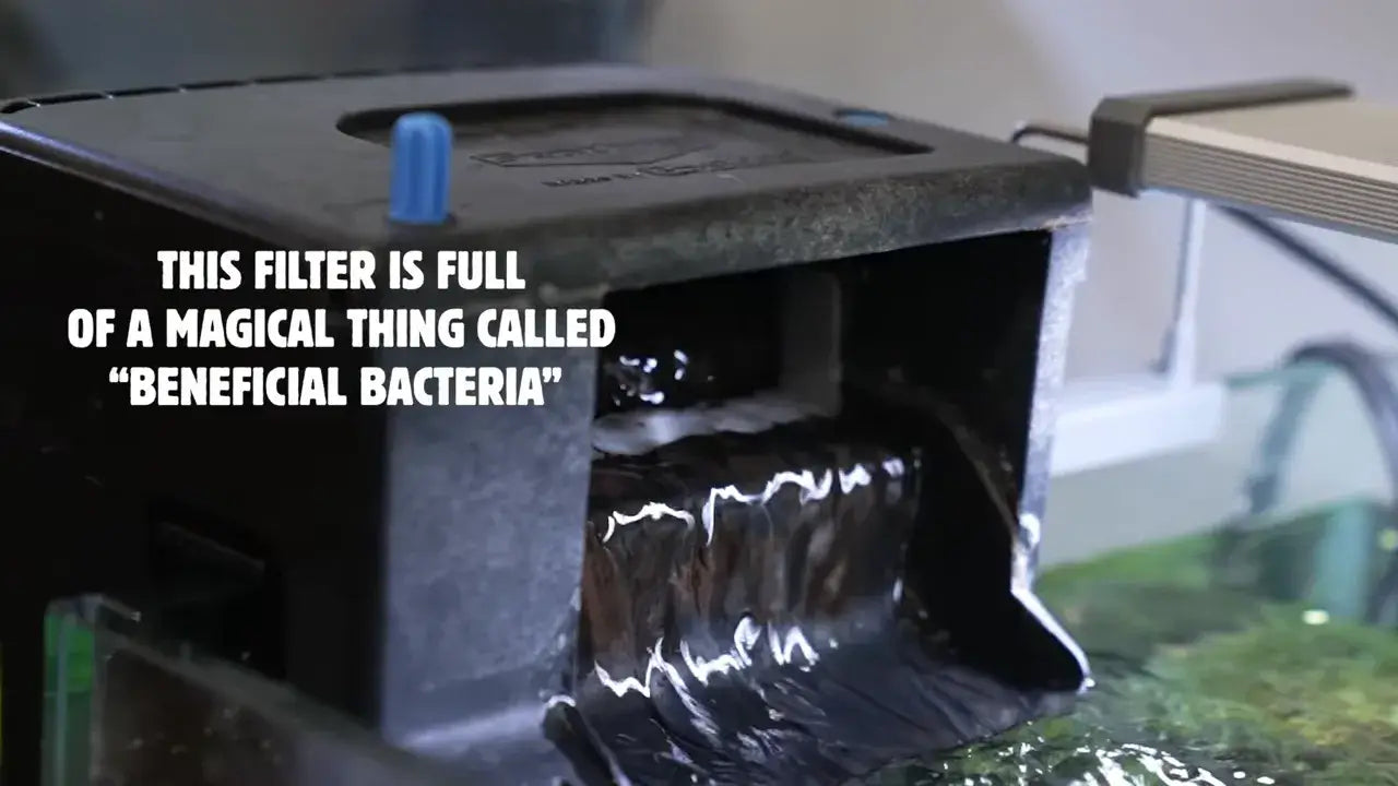 How to Clean your Aquarium Filter Without Harming Beneficial Bacteria showing filter full of beneficial bacteria.