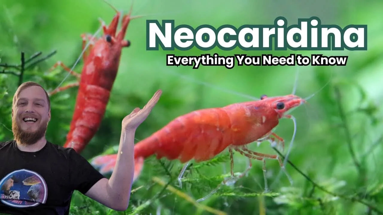 Neocaridina Shrimp Care Guide: Tank Setup, Water Parameters, Feeding and Breeding with vibrant shrimp in an aquarium.