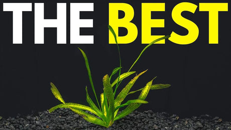Best Brackish Water Aquarium Plants That Actually Survive with green aquatic plant on black substrate.