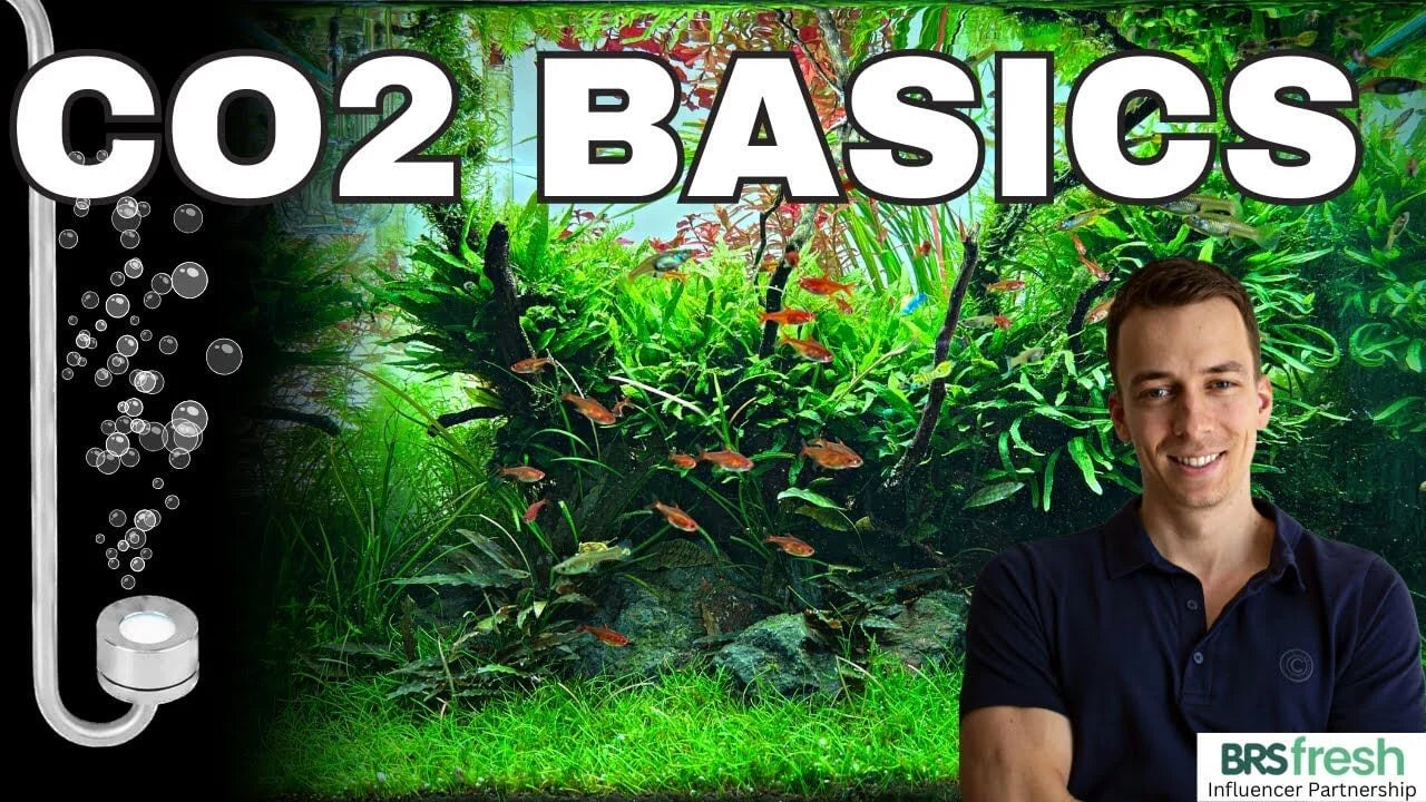 CO2 Basics related to the article Do Aquarium Plants Need CO2? A Practical Guide to Healthy Planted Tanks