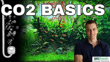 CO2 Basics related to the article Do Aquarium Plants Need CO2? A Practical Guide to Healthy Planted Tanks