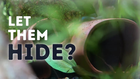 Let them hide? Why Fish Need Hiding Places: How to Create a Healthier, Happier Aquarium.