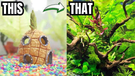 How to Turn a Basic Aquarium Into a Beautiful Planted Aquascape comparison image of a pineapple decoration and a vibrant aquascape.