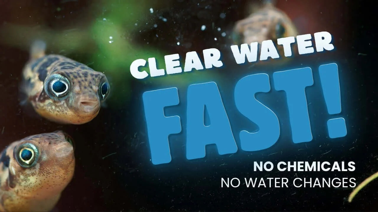 How to Clear Cloudy Aquarium Water Fast With a Sediment Filter Reactor featuring fish in clear water.