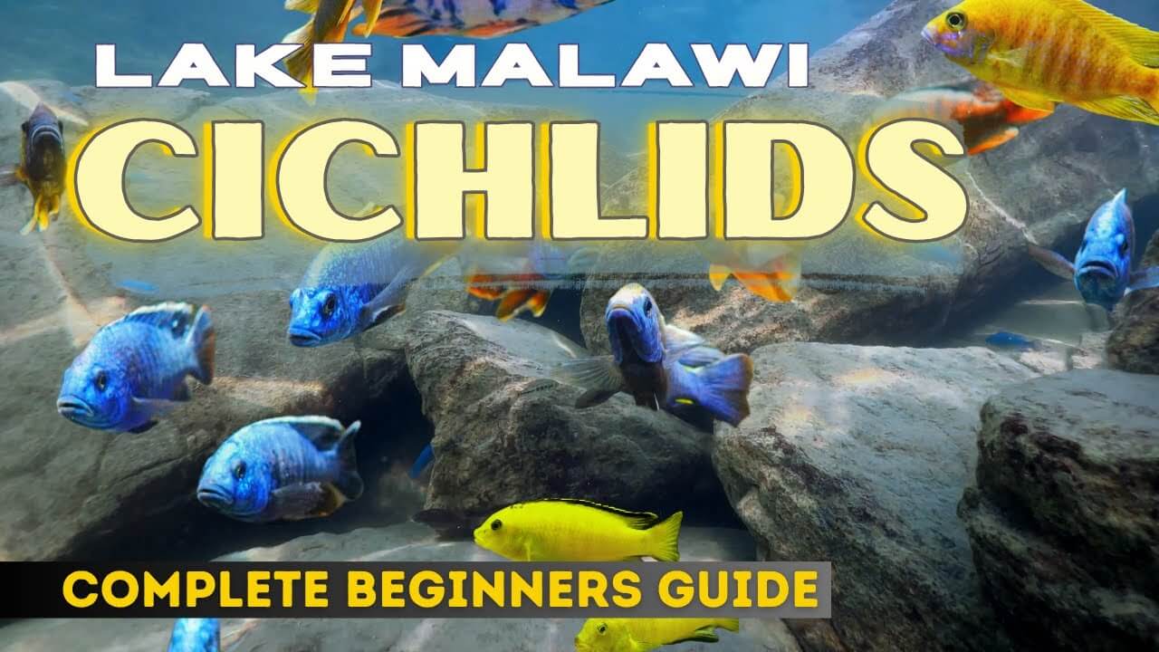 Vibrant Lake Malawi cichlids swimming in an aquascaped tank, showcasing a complete beginner's guide.