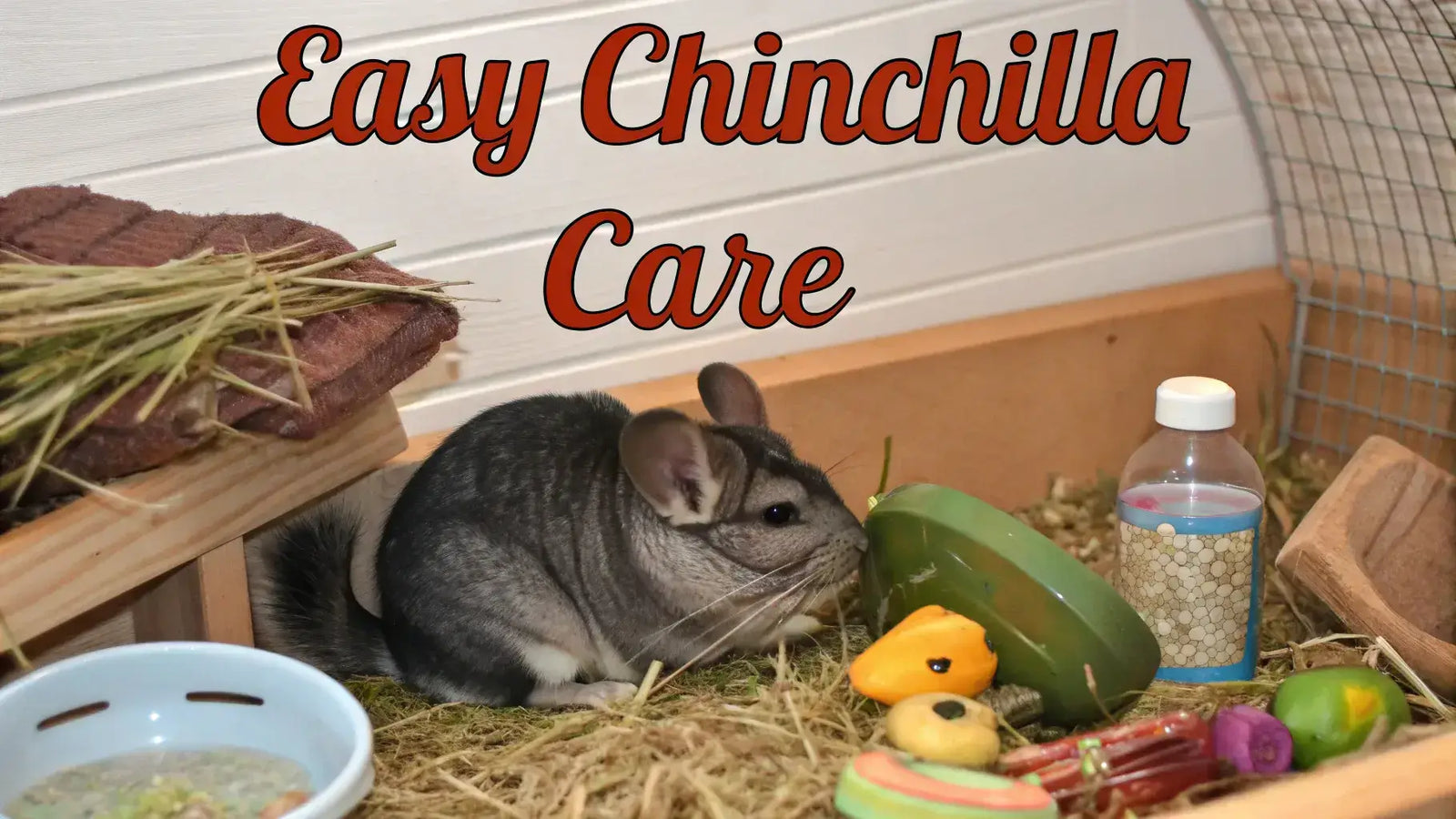 Chinchilla exploring its habitat with food items, highlighting easy care tips for beginners.