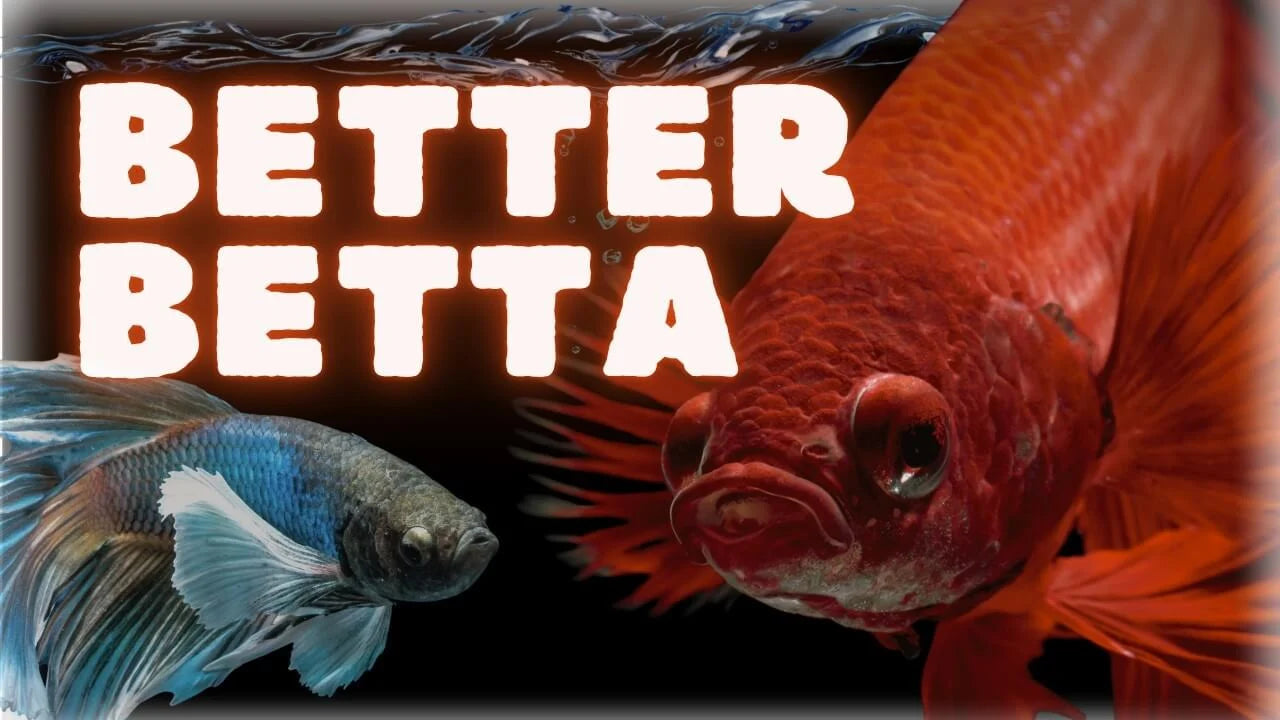 How to Improve Your Betta Fish’s Quality of Life: 10 Practical Upgrades showcasing two betta fish in vibrant colors.