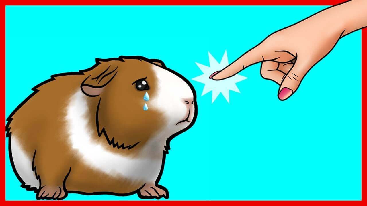 Sad guinea pig with a tear, being gently pointed at by a hand, illustrating common care mistakes.