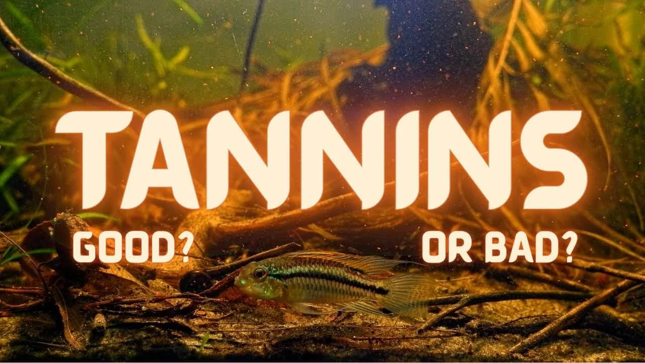 Aquarium Tannins and Blackwater: Benefits, Sources and How to Remove Them - Tannins in aquarium water.