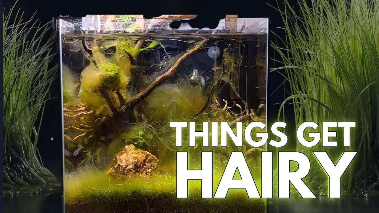 How to Get Rid of Hair Algae in a Planted Aquarium showing affected plants and driftwood.