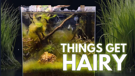 How to Get Rid of Hair Algae in a Planted Aquarium showing affected plants and driftwood.