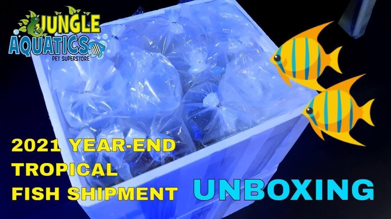 Unboxing a 2021 year-end tropical fish shipment in clear bags at Jungle Aquatics Pet Superstore.