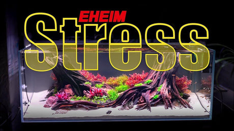 Aquarium showcasing vibrant plants and driftwood, promoting stress relief and mental wellness.