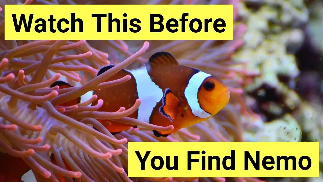 Marine clownfish swimming among coral, emphasizing essential tips for care before adopting them.