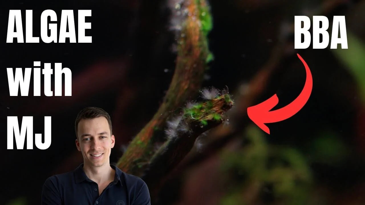 How to Get Rid of Black Beard Algae in a Freshwater Aquarium showing BBA on aquarium plants with MJ