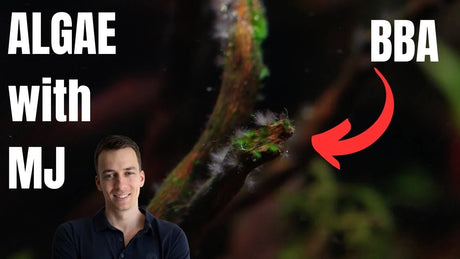 How to Get Rid of Black Beard Algae in a Freshwater Aquarium showing BBA on aquarium plants with MJ