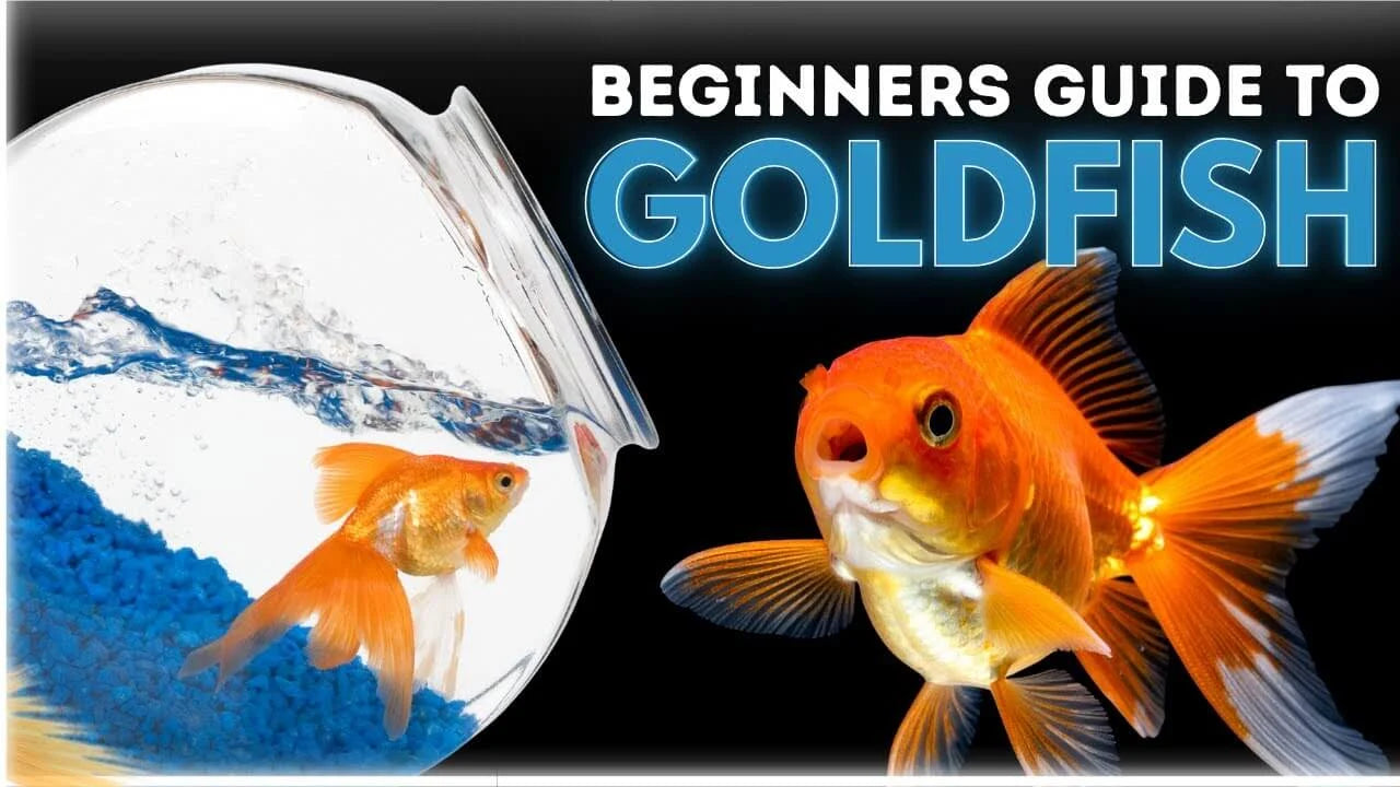 Goldfish Care Guide for Beginners: Tank, Water, Food and Common Mistakes with goldfish in a bowl.